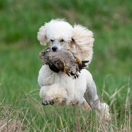 Poodles from Bambi Kaminski's Poodles