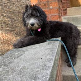 Aussiedoodle and Sheepadoodle Puppies from Neudoodles
