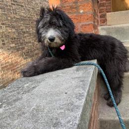 Aussiedoodle and Sheepadoodle Puppies from Neudoodles