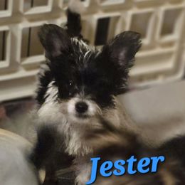 Jester - Parti male Yorkshire Terrier puppy in Zuni, Virginia from Serendipity Yorkies