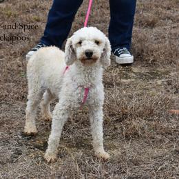 Liberty - Cockapoo