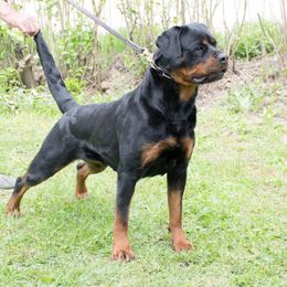 Jana - Rottweiler