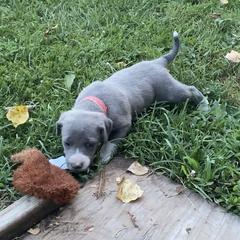 Mountain Cur Puppies from Walnut Ridge Mountain Curs
