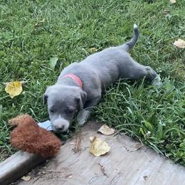 Mountain Cur Puppies from Walnut Ridge Mountain Curs