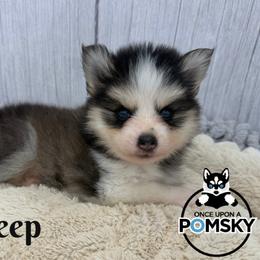 Bo Peep - Black and white female Pomsky puppy in Eastman, Georgia from Once Upon A Pomsky