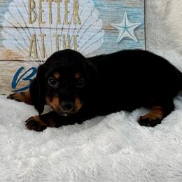 Braylee - Black and tan female Dachshund puppy in Colbert, Oklahoma from Brooke Crenshaw