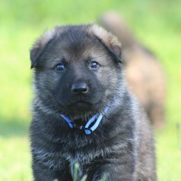 Blue boy - Sable male German Shepherd puppy in Linwood, North Carolina from Johnson K9s