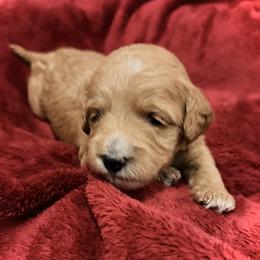 Grumpy - Red  male Goldendoodle puppy in Bradenton, Florida from Christianna’s Mini Goldendoodles