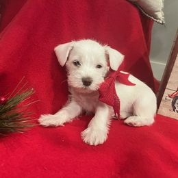 Miniature Schnauzer Puppies from Hume Family Mini Schnauzers