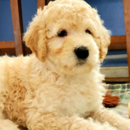 Australian Labradoodle and Poodle Puppies from Oodles of Doodles and some Poodles
