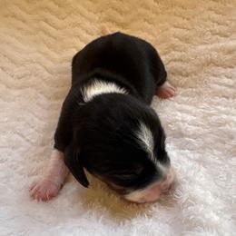 Boy 1 - Black tan and white male Beagle puppy in Gentry, Arkansas from HC Puppy Ranch