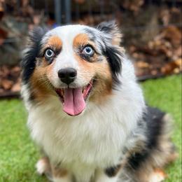 Denali - Miniature Australian Shepherd