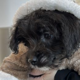 Poodles, Shihpoos, Shih Tzus, Shorkies, and Yorkipoos from Oodles of Poodles & Doodles