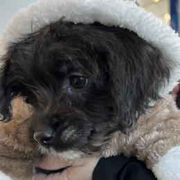 Poodles, Shihpoos, Shih Tzus, Shorkies, and Yorkipoos from Oodles of Poodles & Doodles