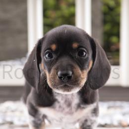 Rango - Black and tan Dachshund puppy in Milford, Utah from Rockindachs