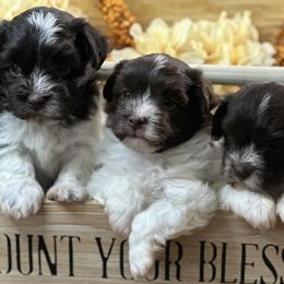 Havanese from Arabella Havanese