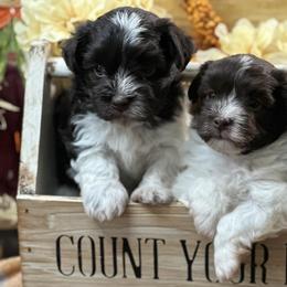 Havanese from Arabella Havanese