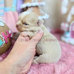 Marley 3750 - Cream and white male Chihuahua puppy in Piqua, Kansas from Cute As A Cupcake Chihuahuas