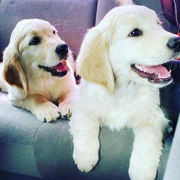Golden Retriever Puppies from Golden Meadows of Utah