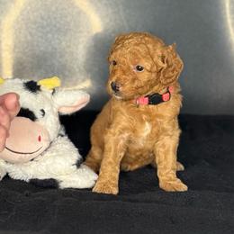 London - Red  female Goldendoodle puppy in Danville, Virginia from Stella’s Stunning Goldendoodles of VA