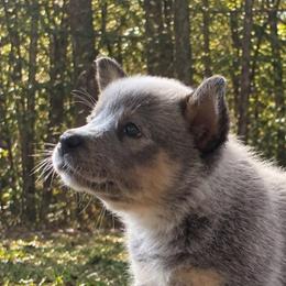 Bookie - Blue female Australian Cattle Dog puppy in Scurry, Texas from RedHorizon AKC Australian Cattle Dogs (Heelers)