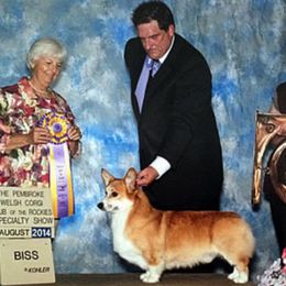 Pembroke Welsh Corgi All Grown Up from Cefin Corgis