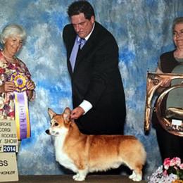 Pembroke Welsh Corgi All Grown Up from Cefin Corgis