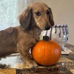 Kiki - Dachshund