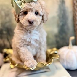 Louise - Cream female Poodle puppy in Jackson, Mississippi from T.M. Poodles & Doodles