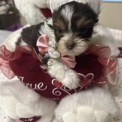 Girl 1 - Chocolate, tan and white female Yorkshire Terrier puppy in Tampa, Florida from M&S Royal Luxe Yorkies