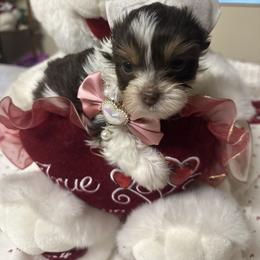 Girl 1 - Chocolate, tan and white female Yorkshire Terrier puppy in Tampa, Florida from M&S Royal Luxe Yorkies