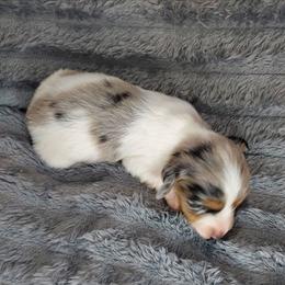 GERARD - Dapple male Dachshund puppy in Swink, Oklahoma from Palali Farm