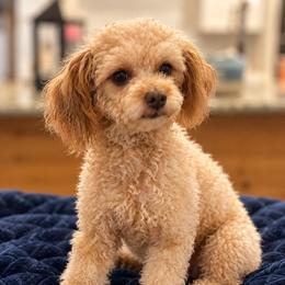 Penny - Maltipoo