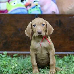 Jessie - Golden rust female Vizsla puppy in Bloomington, Indiana from Envizion