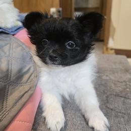 Sweet active going to little - Black male Mi-Ki puppy in Gobles, Michigan from My Little Puppy Paws