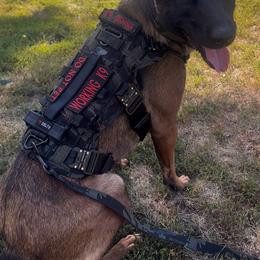 Senna - Belgian Malinois