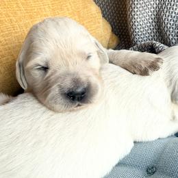 Tempest - Light golden male Golden Retriever puppy in Watkins, Colorado from Brightside Goldens