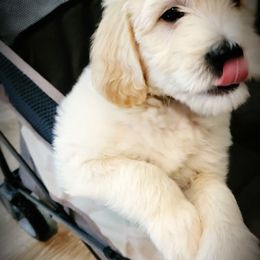 Goldendoodle Puppies from Barkley Lane Doodles