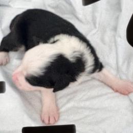 DAISEYLOVE - Black & white female Miniature Australian Shepherd puppy in California from Elsa’s lil Wiggle Butts