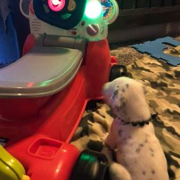 Dalmatian and Labrador Retriever Puppies from ECMO Farm Dalmatians & ECMO Farm Fox Red Labs