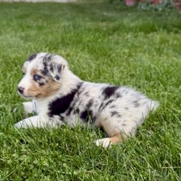 Sweet Baby Ray - Blue merle male Australian Shepherd puppy in Ashland, Ohio from SS Australian Shepherds