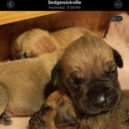 Girl 3 - Red Boerboel puppy in Sedgewickville, Missouri from Heritage Boerboels
