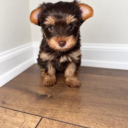 HEATH - Chocolate and tan male Yorkshire Terrier puppy in Smryna, Georgia from Owensons’ Kennel
