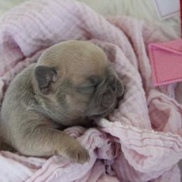 Lilac Fawn girl - Blue fawn female French Bulldog puppy in Piedmont, Oklahoma from 5A Frenchies