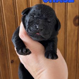 Chase - Black male Labrador Retriever puppy in Tomahawk, Wisconsin from Mahner Labs