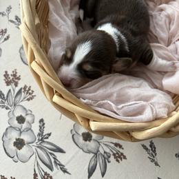 Miss Muffin - Piebald female Dachshund puppy in Mesa, Arizona from Schmidt’s Doxies N Doodles