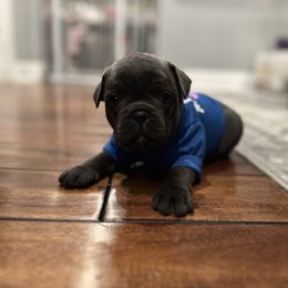 French Bulldog Puppies from French Connection Frenchies