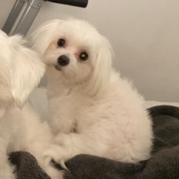 Maltese Puppies from B&O Maltese