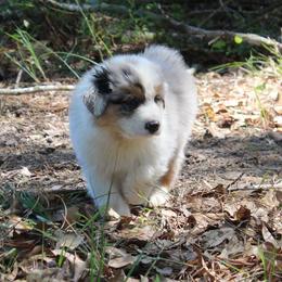 Flounder - Blue merle male Australian Shepherd puppy in Hammond, Louisiana from Gold Ring Australian Shepherds