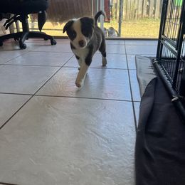 Blue Girl - White and red female Border Collie puppy in Miami, Florida from A&S Border Collies